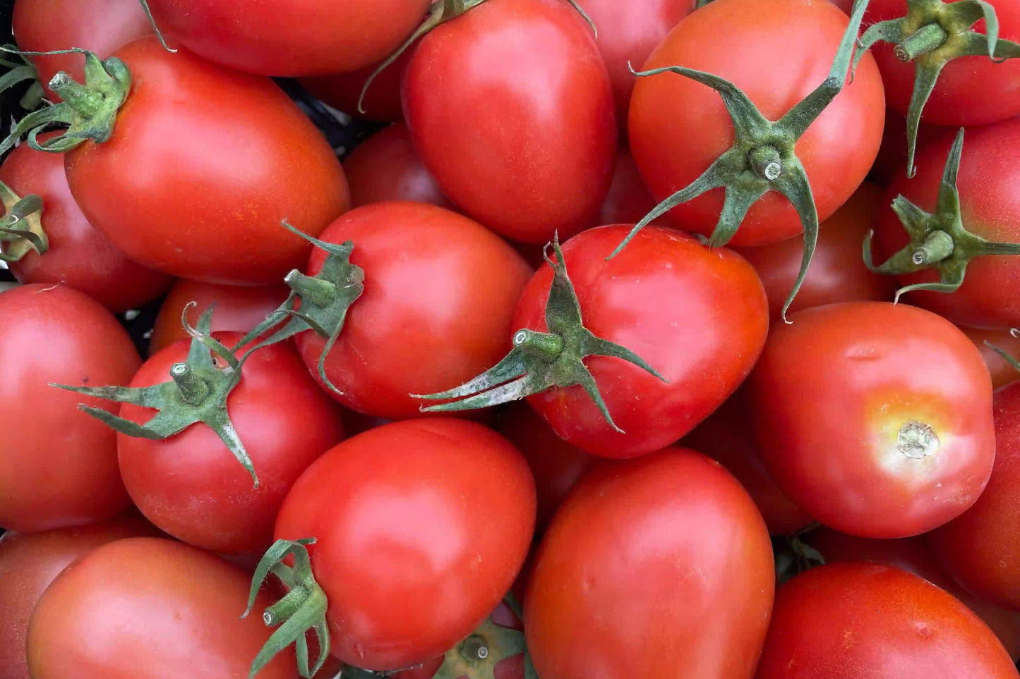 tomates de pera 3:2
